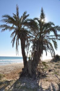 Orihuela Costa